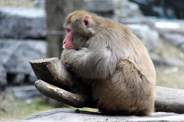 japanese macaque in the zoo