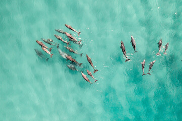 Sticker - Aerial view of a pod of dolphins in the shallow water