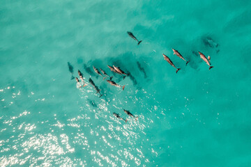 Wall Mural - Aerial view of a pod of dolphins in the shallow water