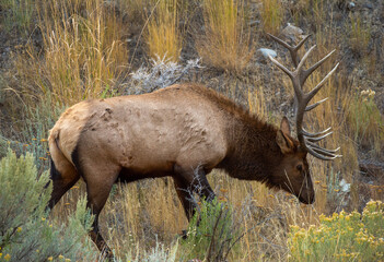 Canvas Print - Bull Elk