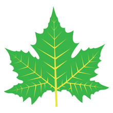 Green Maple Leaf On A White Background