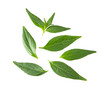© supamas - Kariyat or Andrographis paniculata  green leaves isolated on a white background