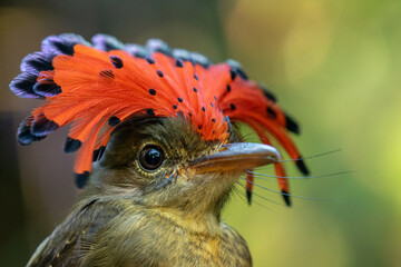 Portrait of a male Royal Flycatcher