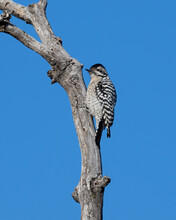 Female Ladder Backed Woodpecker