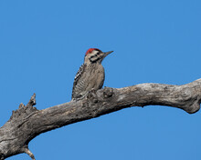 Male Ladder Backed Woodpecker