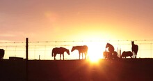 A Group Of Horses Grazing During Sunrise. Horse Silhouettes And Lens Flare Of The Sun As It Rises. 