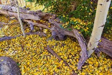 Fallen Tree And A Forest Floor Blanketed In Yellow Aspen Leaves. Flagstaff, Arizona.