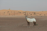 Fototapeta  - Solitary lonely arabian oryx in desert landscape looking towards the camera, making eye contact. Dubai, UAE.