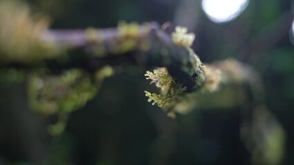 Wall Mural - Moss on the branches and stones in the forest