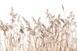 © evannovostro - Dry coastal reed isolated on white, natural winter background
