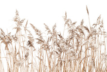 Dry Coastal Reed Isolated On White, Natural Winter Background