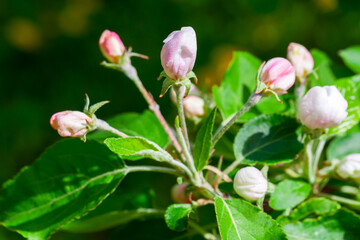 Fotomurales - Buds on an apple tree, macro photo