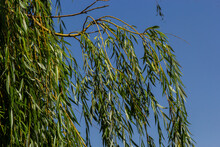 Weeping Willow Tree Foliage Background. Weeping Willow Branches With Green Leaves. Close Up View Of Green Foliage Of Crying Willow Tree