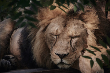Wall Mural - Close-up of a sleeping lion (Panthera leo)
