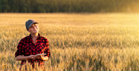 Wall Mural - A woman farmer examines the field of cereals and sends data to the cloud from the tablet. Smart farming and digital agriculture.	