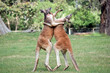 © susan flashman - the two kangaroos look like they are dancing but they are actually fighting