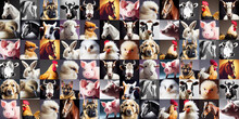 Farm Animal Studio Portrait Collage (Generative AI)