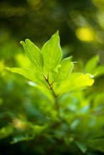 Close-up Of Fresh Green Leaves Growing At Acadia National Park