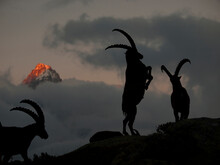 Two Mountain Goats Are Fighting During Sunset.