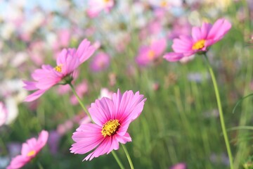 Wall Mural - Close-up of blooming pink cosmos flower with soft sunlight and dreamy blurred floral background. Refreshing, gentle, and romantic atmosphere. Ideal for themes related to nature, springtime, love