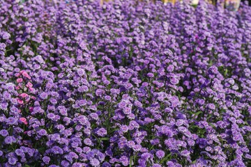 Wall Mural - wide-angle shot of a field of delicate purple flowers in full bloom, offering a sense of calm and relaxation. Ideal for designs seeking purity, simplicity, or as a symbol of hope and new beginnings