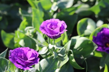 Wall Mural - Close-up shot of deep purple Lisianthus flowers amidst green leaves illuminated by sunlight. Perfect for designs needing elegance, freshness, or as an element for spa, relaxation, or tranquility theme
