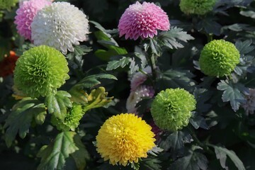 Wall Mural - Colorful flowers in the garden, morning flowers, chrysanthemum