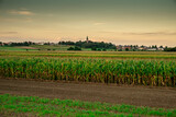 Fototapeta Krajobraz - wiejski pejzaż z wieżą kościoła na horyzoncie