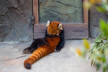 Red Panda In The Zoo Park