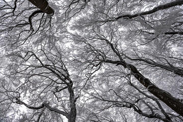  Frozen forest covered with snow, freezing after