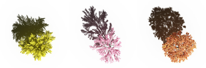 tree with a shadow under it, top view, isolate on a transparent background, 3d illustration