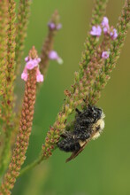 Dew Covered Bumblebee On Blue Vervain (Verbena Hastata)