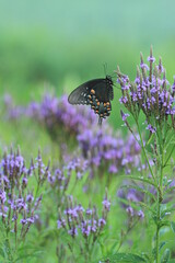 Poster - Spicebush swallowtail female (papilio troilus) on blue vervain (Verbena hastata)