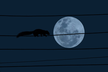 Wall Mural - full moon with squirrel silhouette on electric wire in the night.