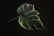 a green leaf with a purple center on a black background with a black background behind it and a black background behind it with a white border and a black border with a purple border at.