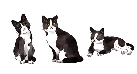 black and white cats