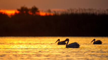 Poster - pelicans in the Danube Delta at sunrise in romania