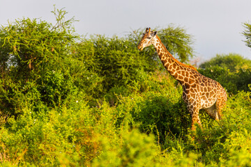 Wall Mural - Massai-Giraffe (Giraffa tippelskirchi) in Tsavo East National Park, Kenya, Africa