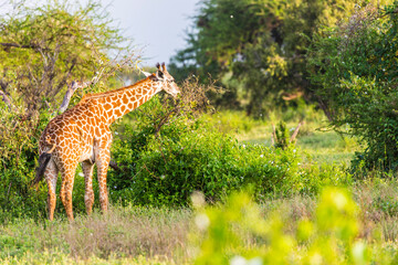 Wall Mural - Massai-Giraffe (Giraffa tippelskirchi) in Tsavo East National Park, Kenya, Africa