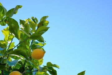 Wall Mural - fruits of lemon tree against blue sky