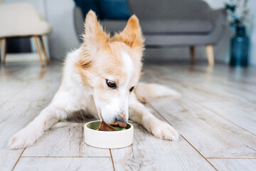 The border collie dog lies in the apartment and eats natural meat food. 