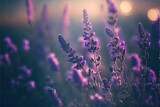 Fototapeta Na drzwi - Purple Lavender Field Generative AI