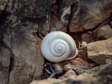 Close Up Photo Of A Small White Snail Shell Surrounded By Different Stones And Dry Plants