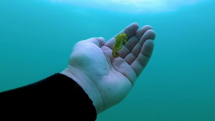 Wall Mural - Short-snouted seahorse (Hippocampus hippocampus) swims near the hand of a diver in the Black Sea