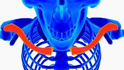 Human skeleton anatomy for medical concept 3D illustration with blue and orange color combination