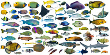 Big Set Collection Of Colorful Tropical Fish Like Shark Sea Turtle Stingray Snapper Triggerfish Grouper Isolated White Background. Indian Ocean And Red Sea Underwater Sealife Concept