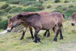 Wild horses at shoreline, England Great Britain