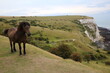 Wild horse in summer at White Cliffs of Dover, England Great Britain
