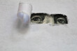 Benjamin Franklin peeking through torn white paper
