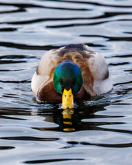 Drake Mallard (Anas platyrhynchos) duck surface feeding on open water with its bill skimming the water. 
